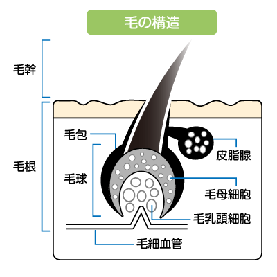 毛の詳しい構造を図解します